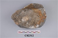 藏品(層孔蟲化石)的圖片